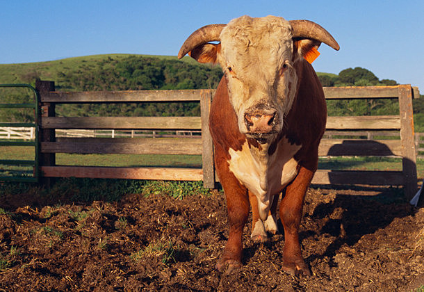 Hereford Bull